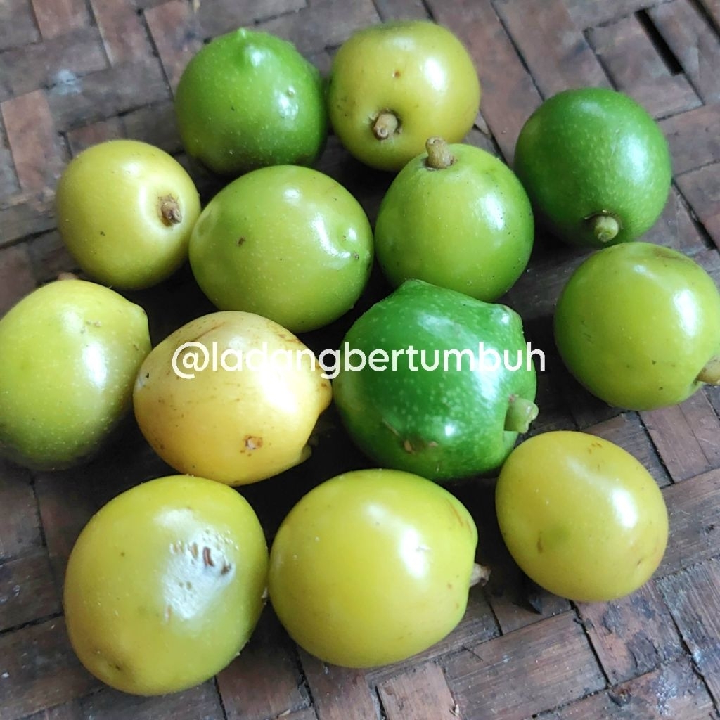 Biji Gamelina/Gmelina Arborea/Jati Putih - LADANG BERTUMBUH