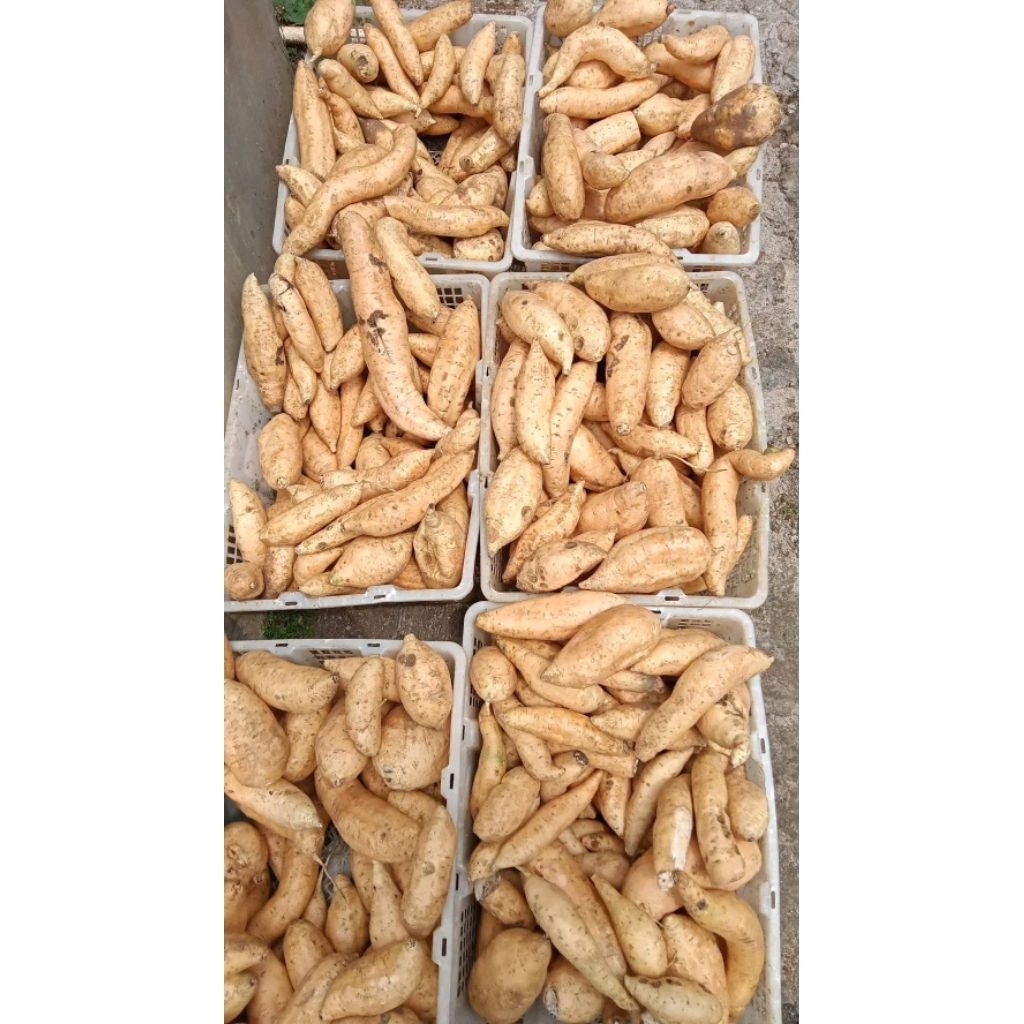 

Ubi Madu Cilembu Asli – Manis Legit, Cocok Dikukus & Dipanggang