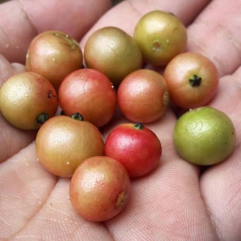 

buah kersen /ceri cina fresh segar berkhasiat untuk kesehatan 60 biji