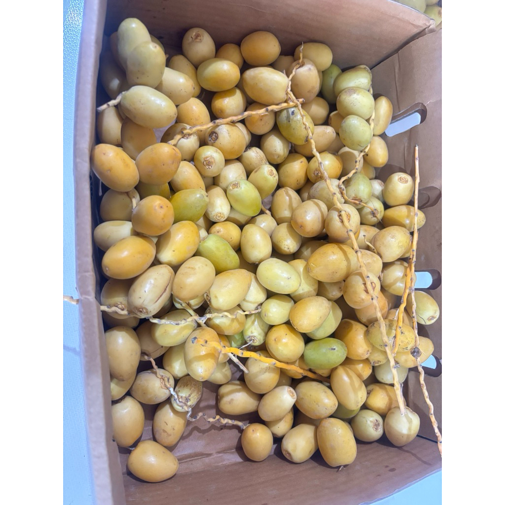 

Kurma Muda 100gr Fresh