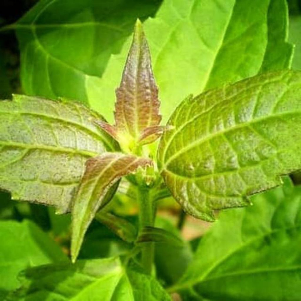 

Daun kirinyuh segar 100 Lembar Daun kopasanda Daun balakacida segar