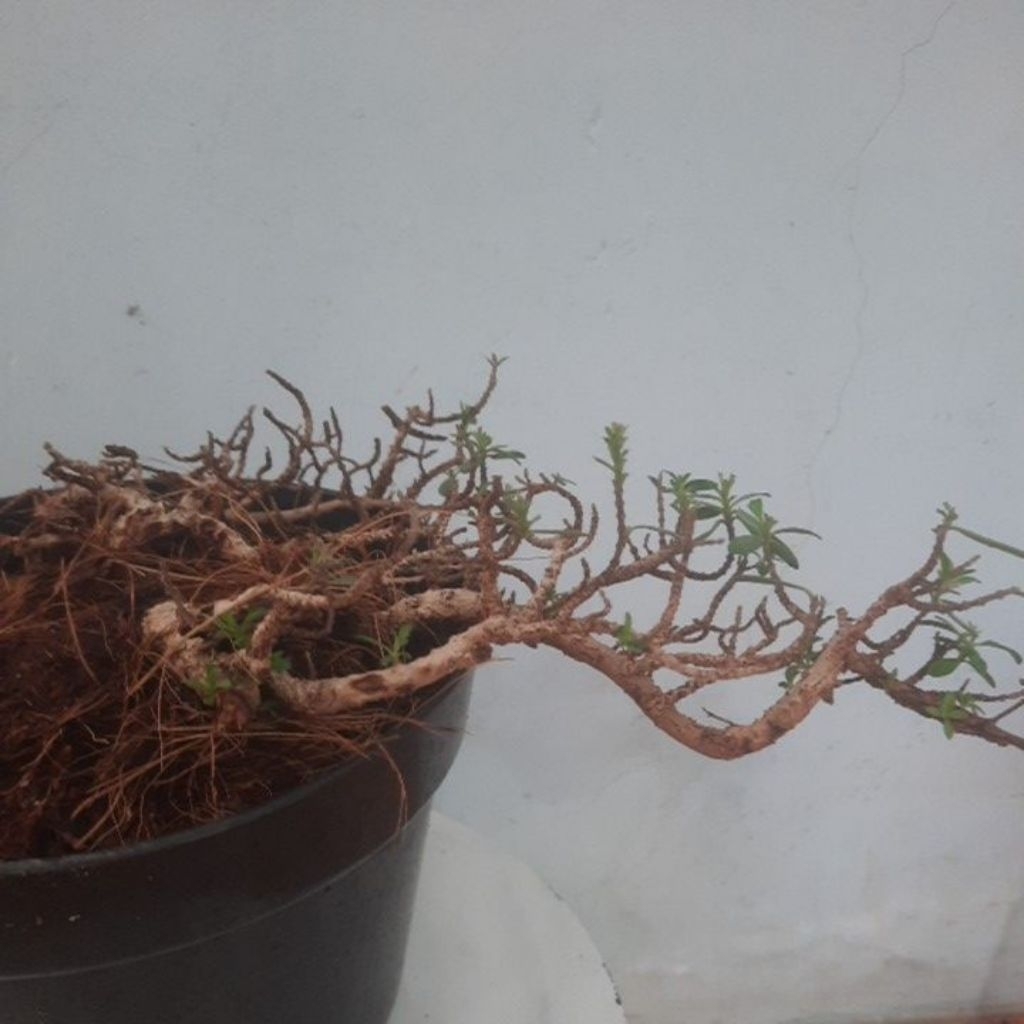 santigi karang ori otr