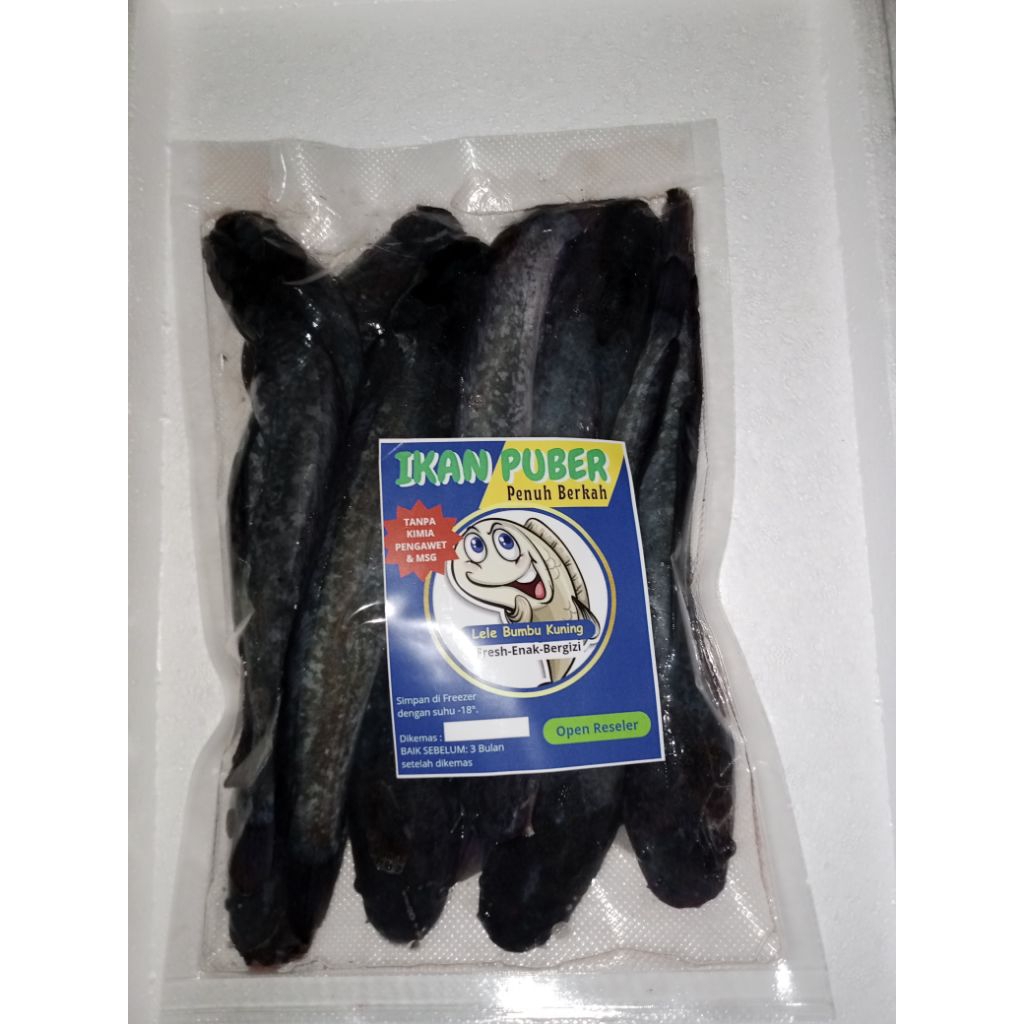 Lele hidup,Lele segar, fresh, ambil dari kolam sensiri