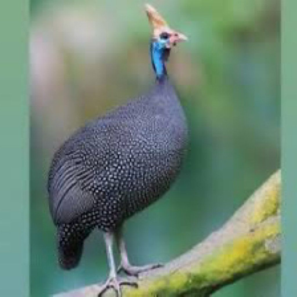 TELUR FERTIL AYAM HIAS MUTIARA UNTUK DITETASKAN