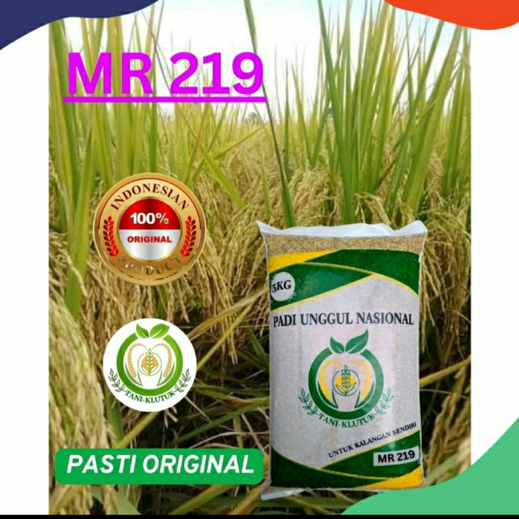benih padi unggul MR 219 original