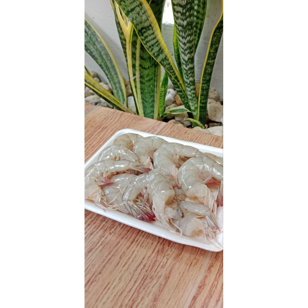 

(fresh) Udang laut fresh sudah disiangi 150gr