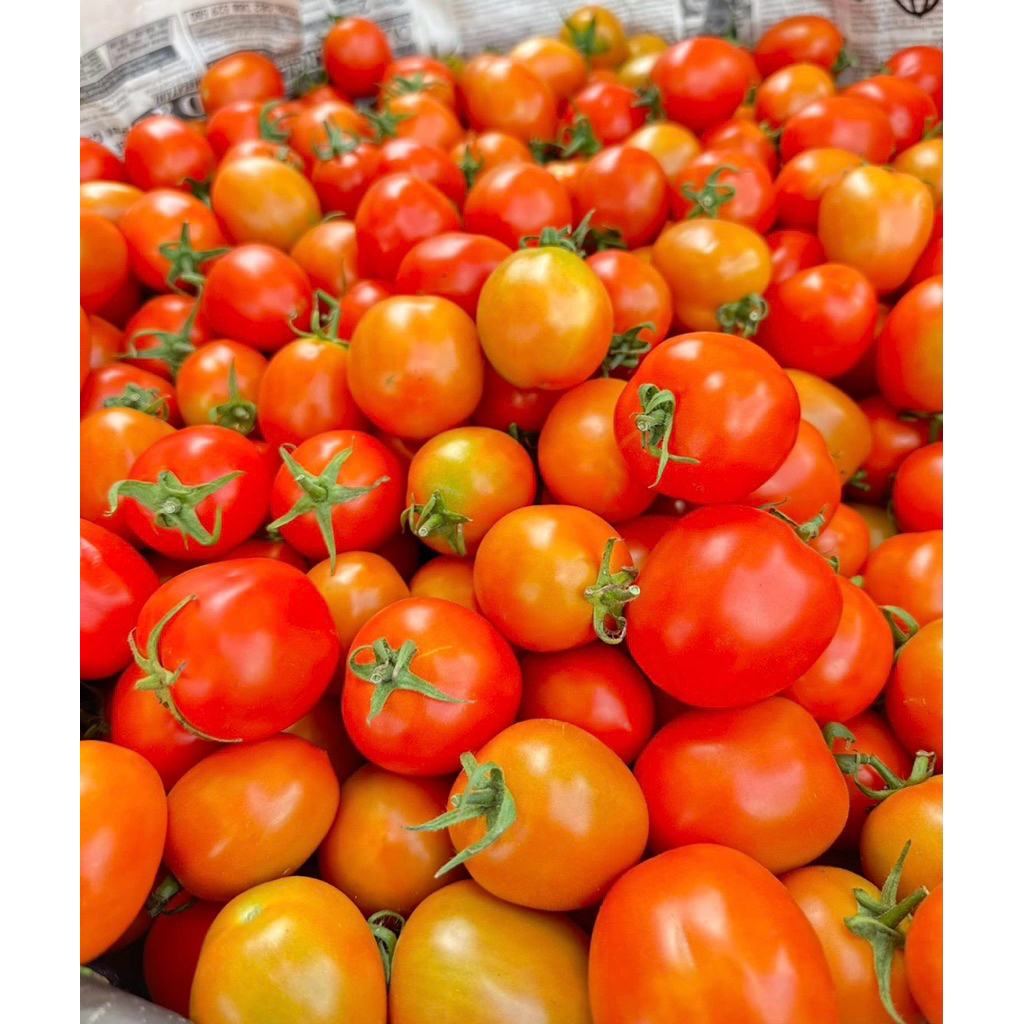 

Tomat merah 5 kilo gram