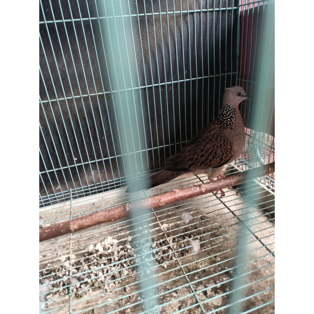 Tekukur derkuku kuk 4