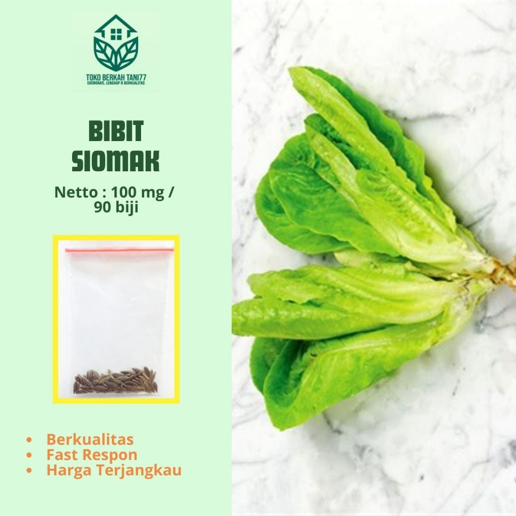Benih Selada Siomak Bibit Sawi Siomak Sawi Wangi Benih Sayuran Bibit Tanaman Sayur Unggul
