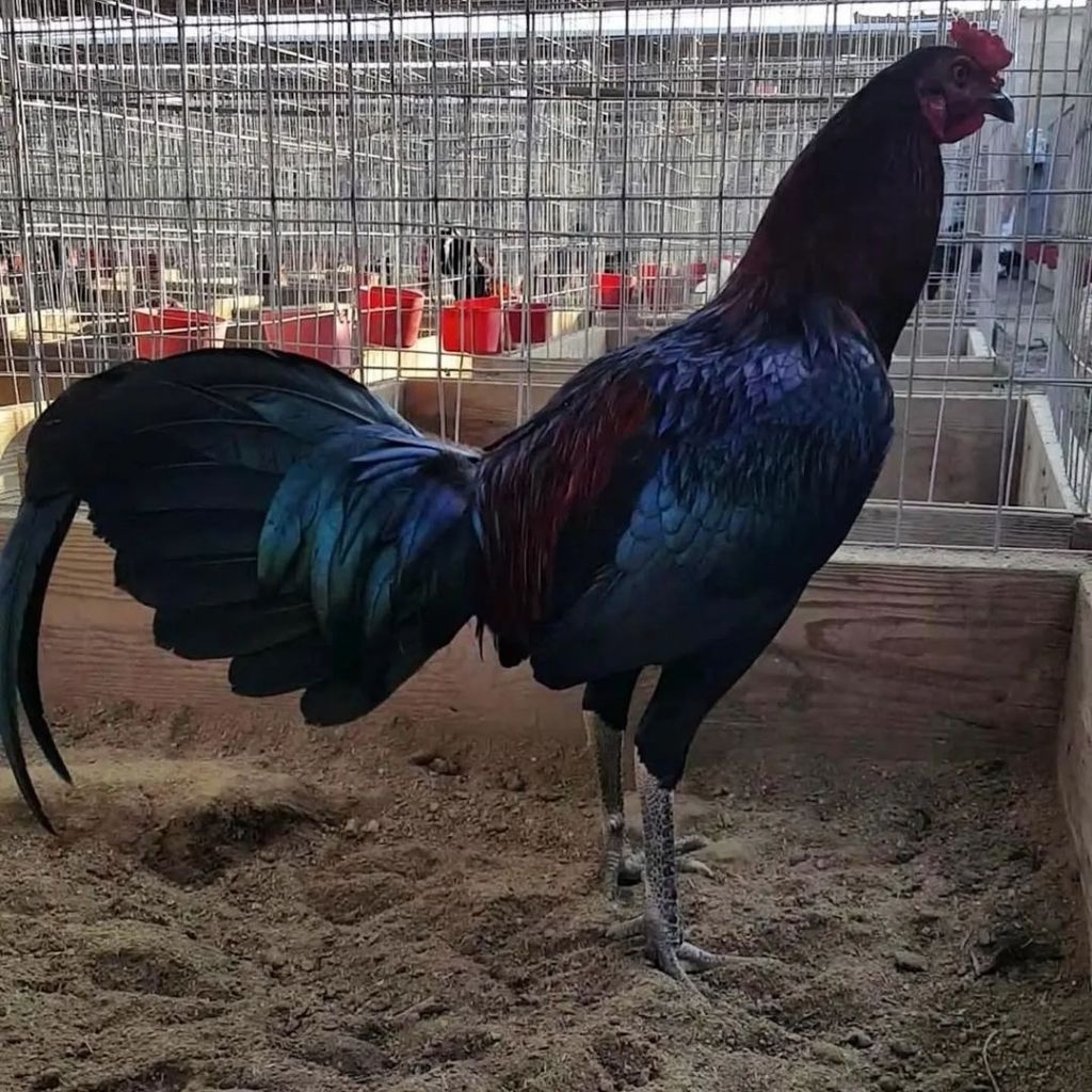 

telur ayam ak beck brod pket 4 butir