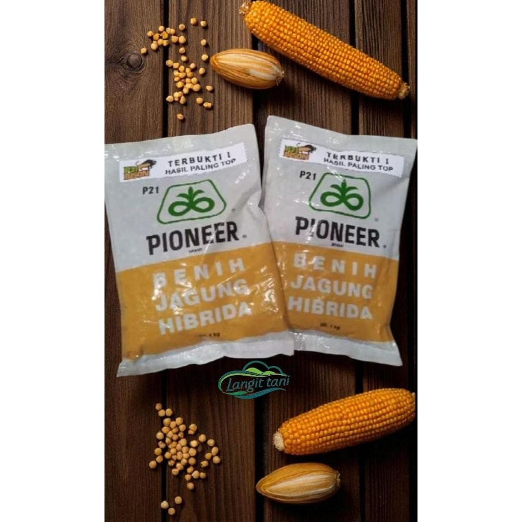 BENIH JAGUNG PIONEER P21 KEMASAN 1 KG