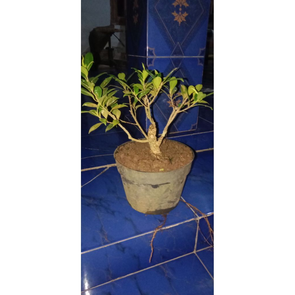 Bahan Bonsai kimeng pecah akar