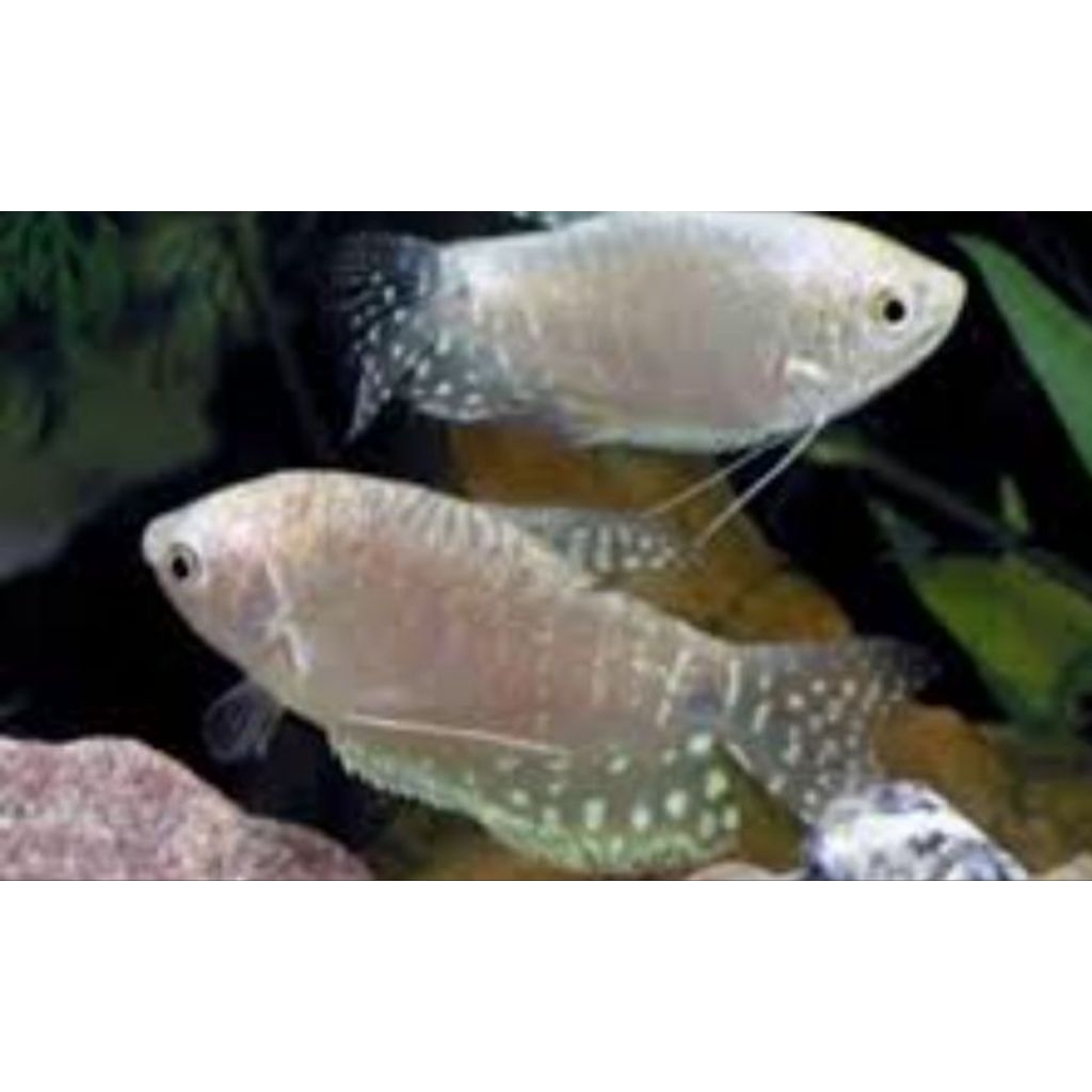 sepat mutiara bintik putih cantik aquarium