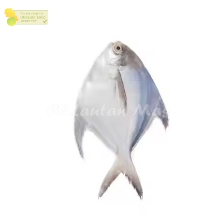 Ikan Bawal Putih 1Kg Ikan Bawal Putih Segar Ikan Bawal Laut