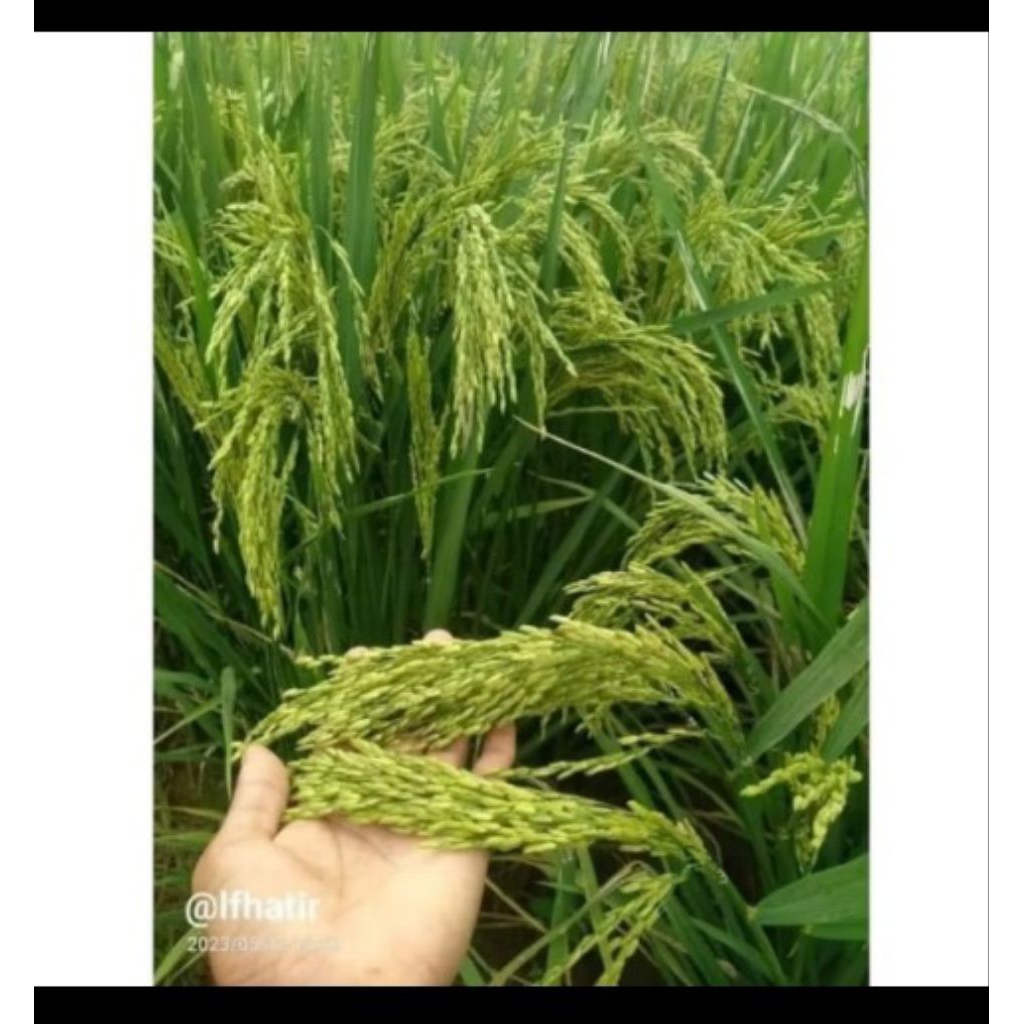 BENIH PADI CIBATU 06