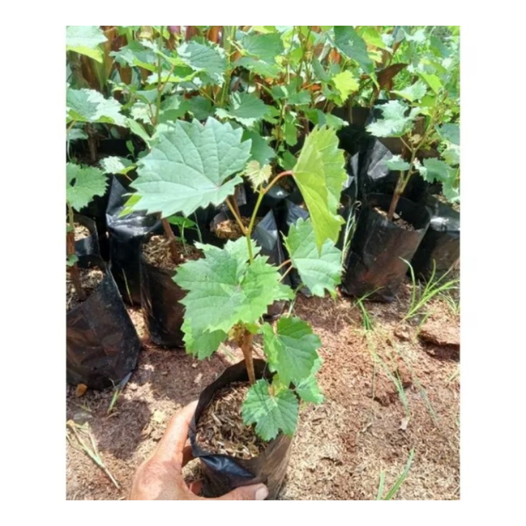 Tanaman hias bibit anggur - pohon anggur rambat