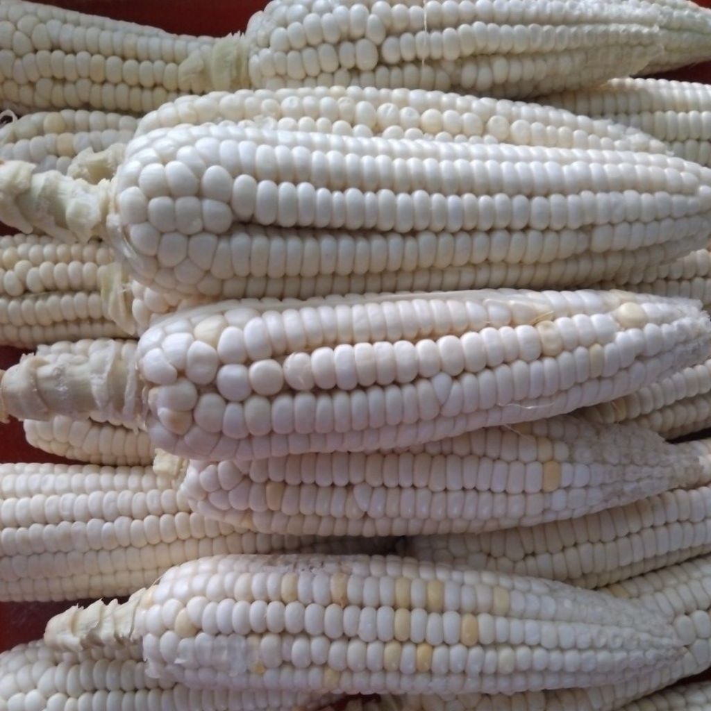 jagung pulut putih isi 10