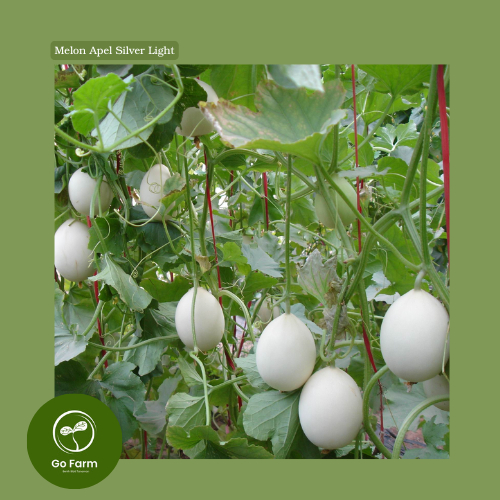 Benih Bibit Melon Apel Silver Light
