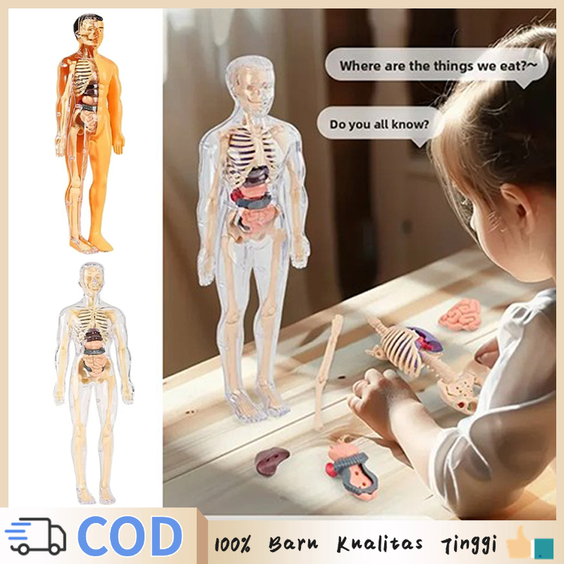1Set Alat Peraga Anatomi Tubuh Manusia Model Organ Tubuh Manusia Skeleton Manusia Torso Anatomi Set 