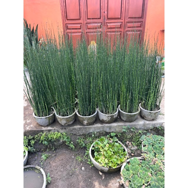 Tanaman Bambu Air | Bambu Air Hias | Bambu air Hidup 50 cm | Bambu Hias