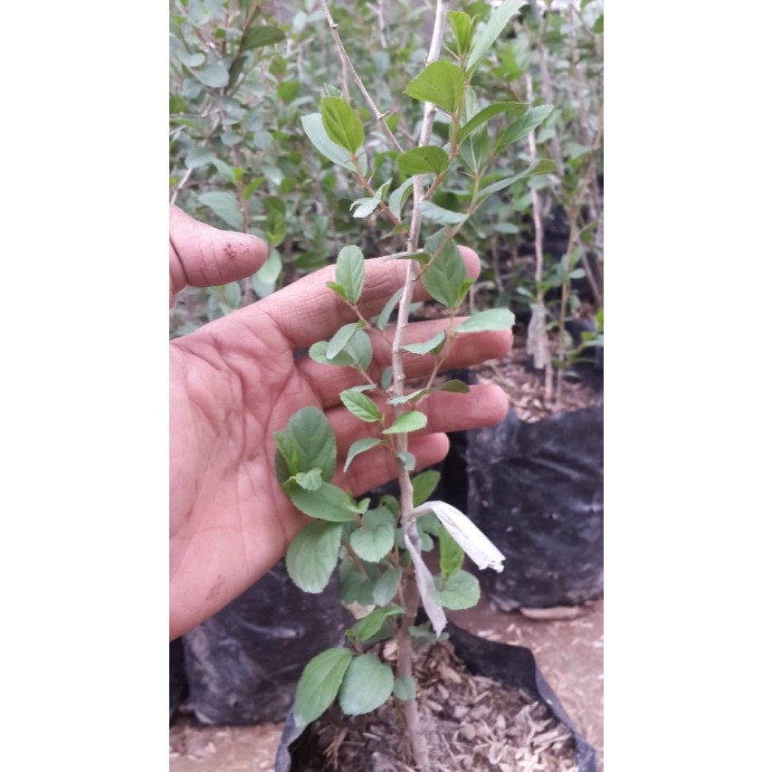 Tanaman Hias Bidara Arab - tumbuhan bidara - bidara arab - bidara