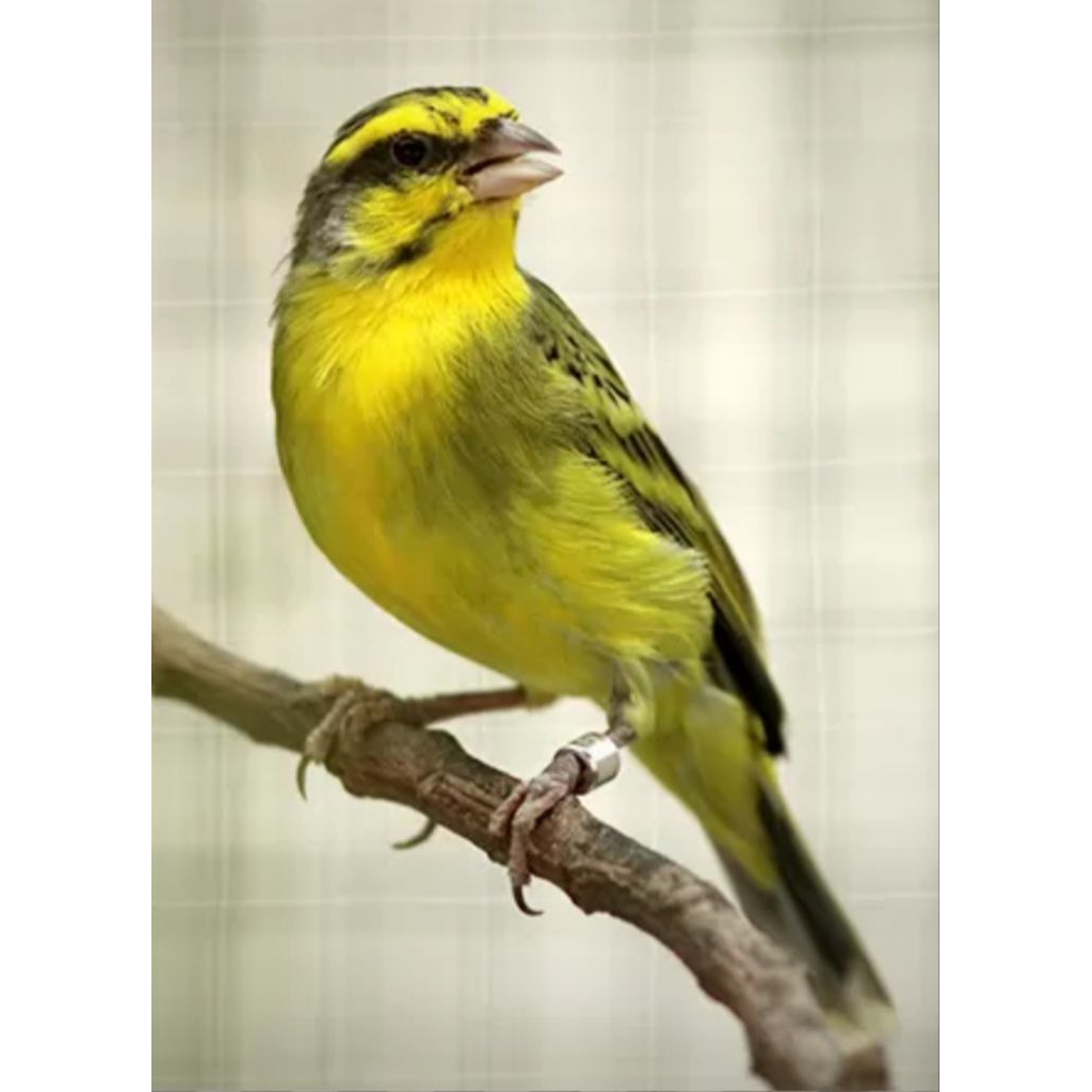 Mozambik afrika pilihan sudah bunyi