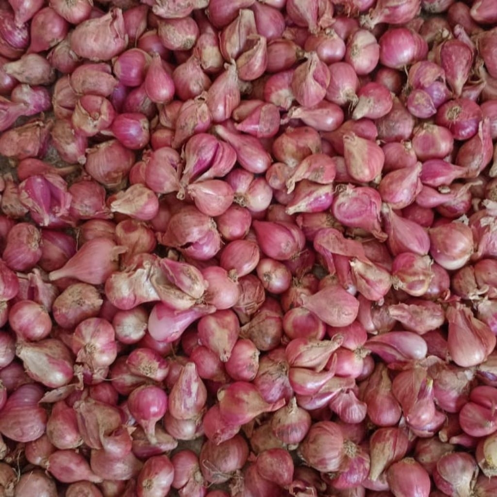 

Bawang Merah