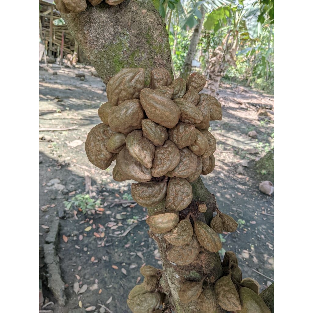 

buah nam nam ( pokih ) fresh