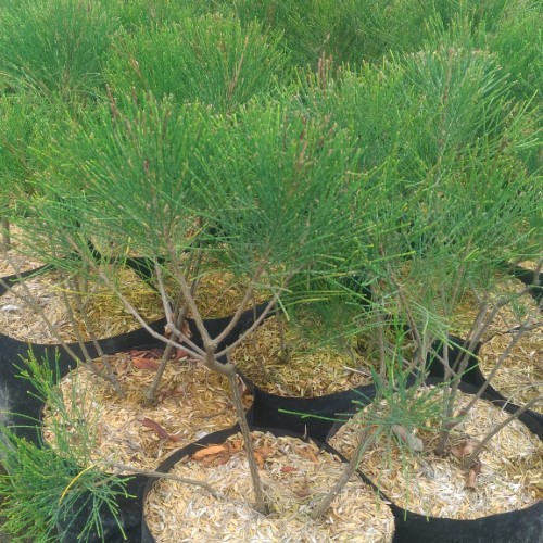 Tanaman Cemara Udang | Cemara Mini | Pohon Cemara Mini | Cemara Udang | Cemara Pantai