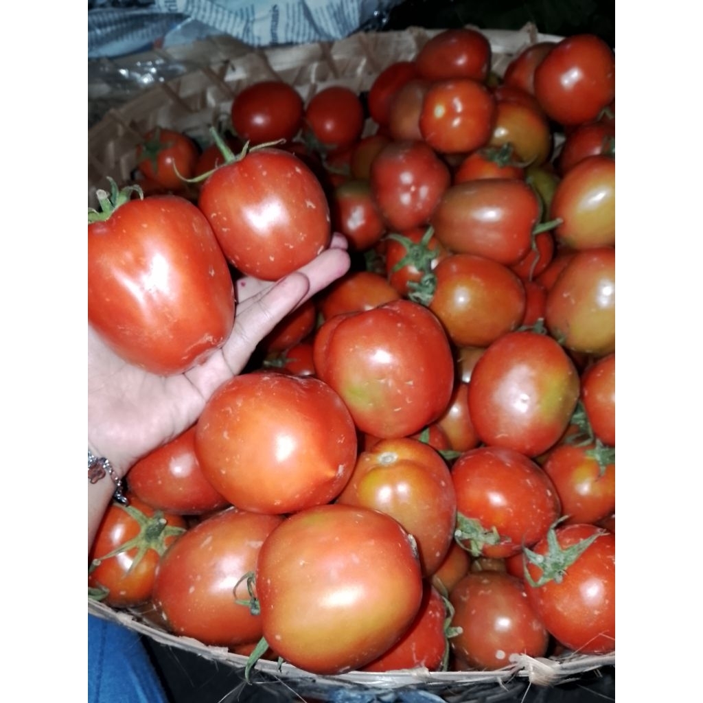 

tomat buah