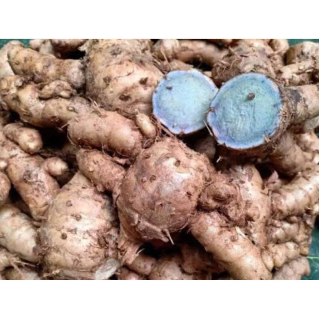 

Temu Hitam Segar 1Kg – Asli Wonogiri, Herbal Tradisional Alami