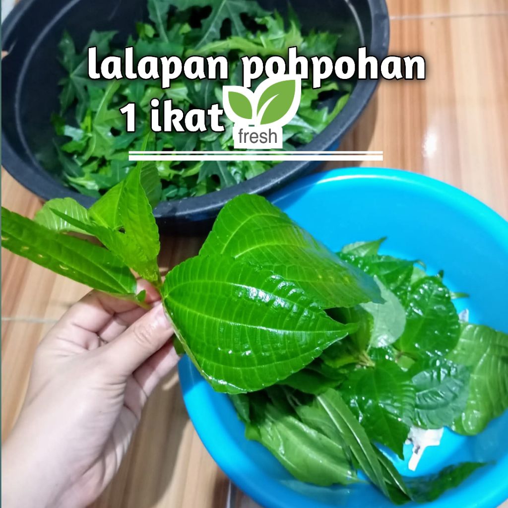 

Lalapan Daun Pohpohan Segar Order Baru Petik / Daun Pohpohan 1 ikat