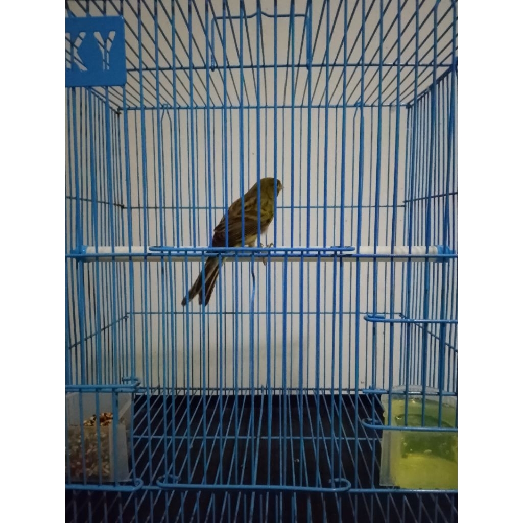 Burung Kenari Spanish Timbrado