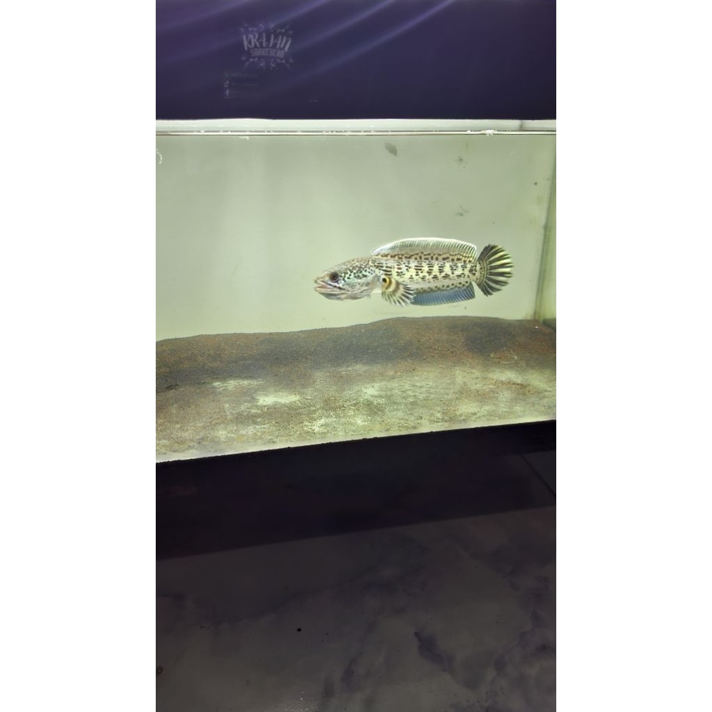 Stiker chana Auranti berkualitas 15cm