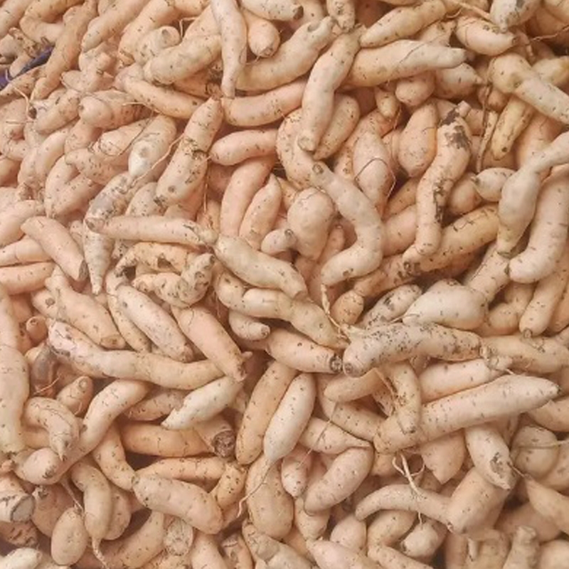 

Ubi Madu Cilembu Manis Legit Asli Sumedang Fresh Panen Baru (Ukuran Kecil 5 Kg)