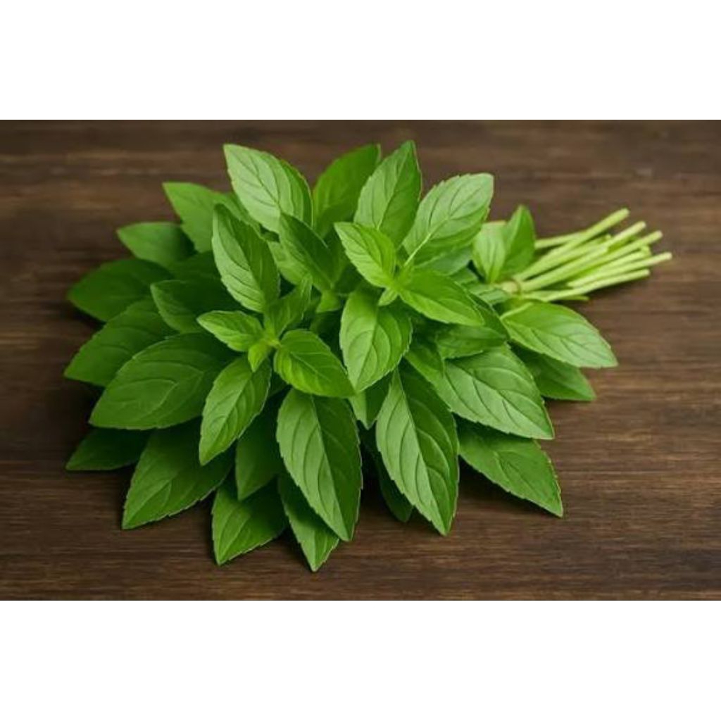 

daun kemangi obat herbal jual per ikat