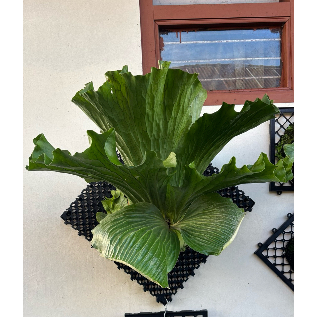 platycerium elephantotis / simbar / gajah ijo