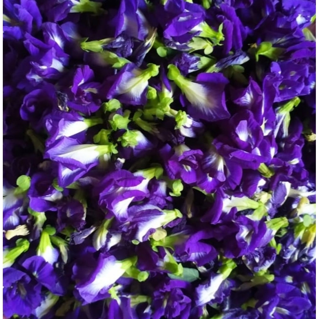 Tea bunga telang butterfly pea flower tea