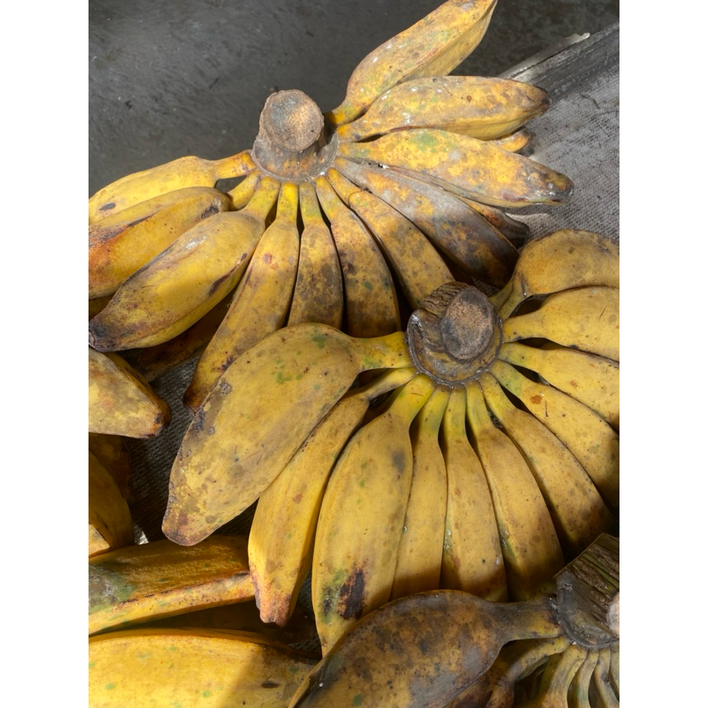 Pisang Kepok 1 Sisir