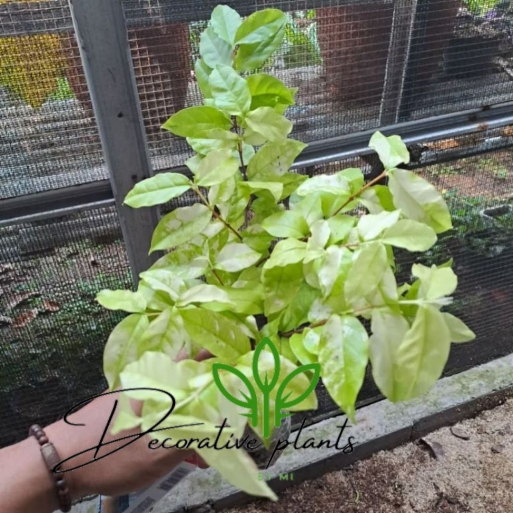 (BISA COD) TANAMAN HIAS ANTING PUTRI VARIGATA/BAHAN BONSAI ANTING PUTRI VARIGATA