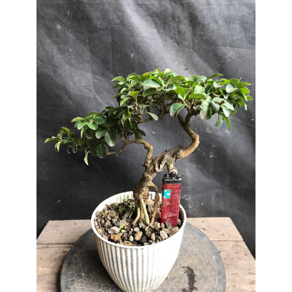 Bonsai Sisir mame