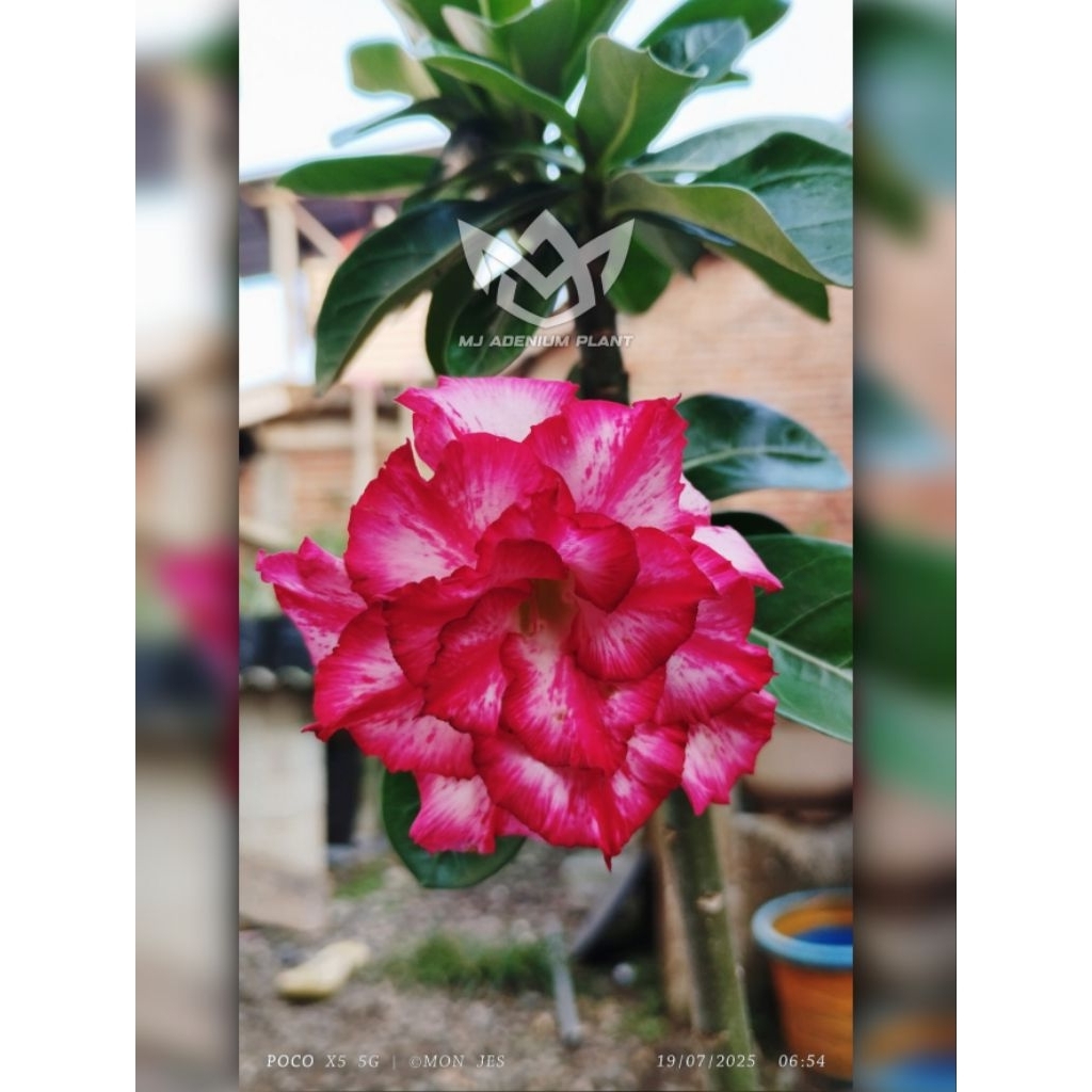 Real pict Adenium original bunga tumpuk hasil silangan sendiri tanam dari biji.