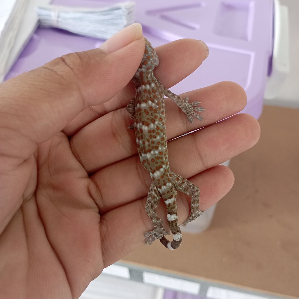 Baby Tokay Gecko
