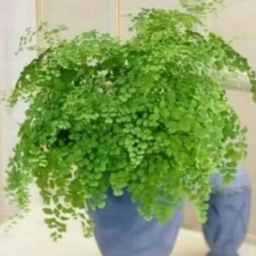 tanaman hias suplir pakis pohon suplir pakis