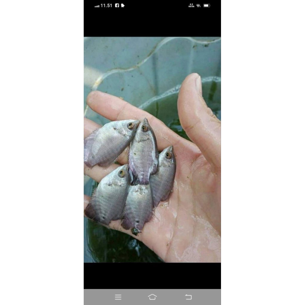 bibit gurame ukuran korek gas