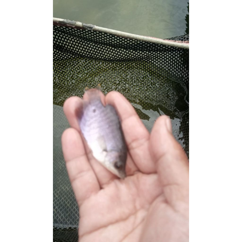 bibit gurame ukuran silet