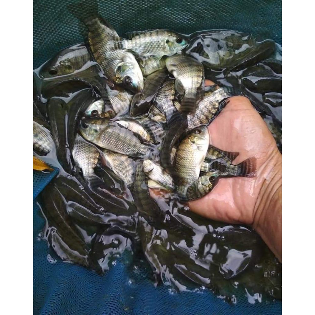 bibit ikan nila hitam literan( perliter)