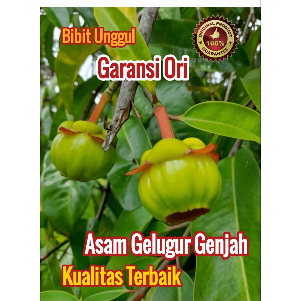Beli 5 Bonus 1 | Bibit ASAM GELUGUR Genjah Kualitas Terbaik