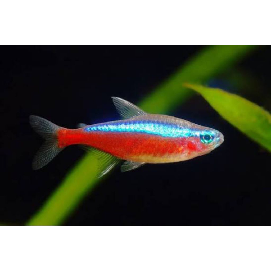 Ikan neon cardinal tetra aquascape