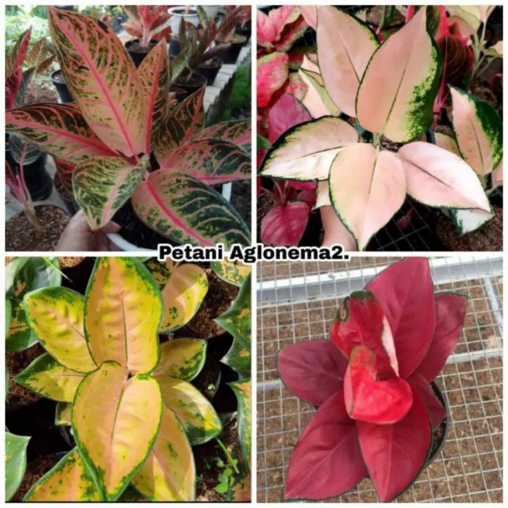 Promo paket 4 tanaman hias Aglonema Anakan
